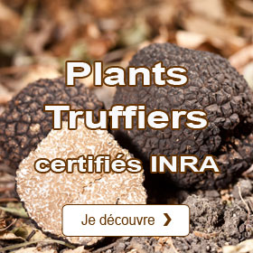 Plants truffiers certifis INRA