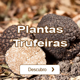 -Azinheira trufeira