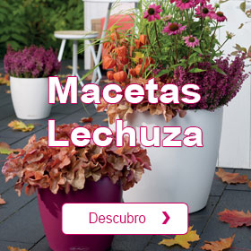 Macetas Lechuza