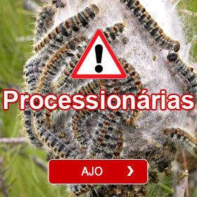 Procession�rias - Armadilha ecol�gica Casca