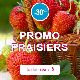 -30% Fraisier 'Mara des bois'