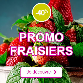 -40% Fraisier 'Mara des bois'