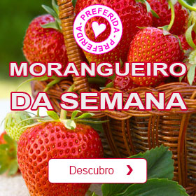 Morangueiro 'Mara des bois' 