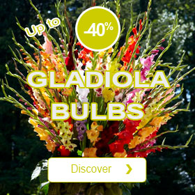 Gladiola Bulbs