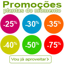 Promo��es de plantas neste momento