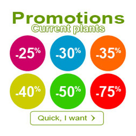 current plants promotions