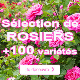 Les rosiers du moment