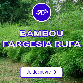 Bambou Fargesia rufa