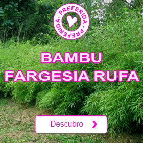 Bambu Fargesia rufa