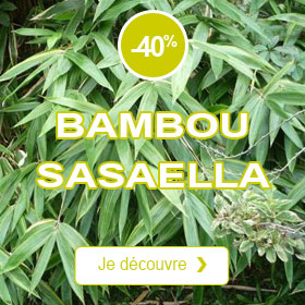 Bambou Sasaella m. Albostriata