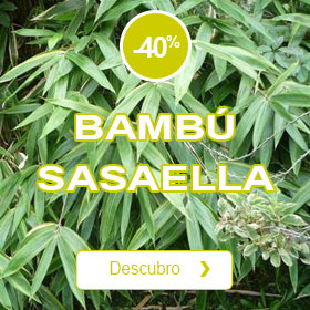 Bambú Sasaella m. Albostriata