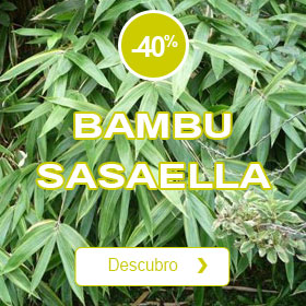 Bambu Sasaella m. Albostriata