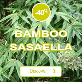 Bamboo Sasaella m. Albostriata