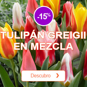 Tulipn en mezcla Greigii
