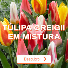 Tlipa em mistura Greigii