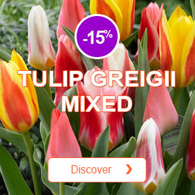 Mixed Greigii Tulips