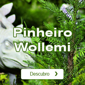 Pinheiro Wollemi
