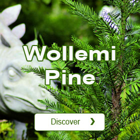 Wollemi pine