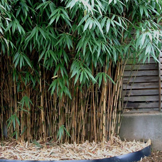 achat-bambous