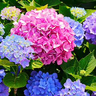 achat-hortensias-hydrangea