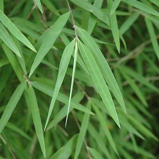 bambous-fargesia