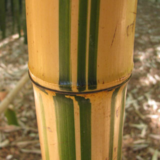 bambous-phyllostachys