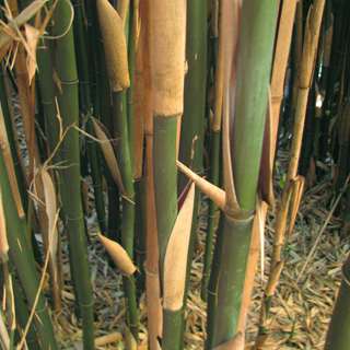 bambous-semiarundinaria