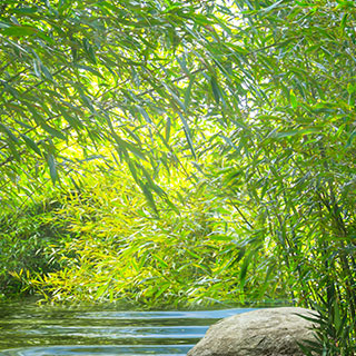 bambous-utilises-pour-la-depollution-des-eaux