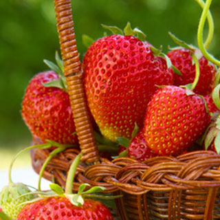 fraisiers-vente-en-ligne