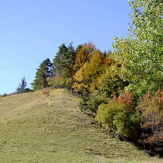 lisiere-forestiere