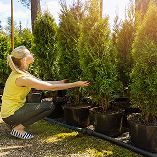 plantes-de-haie-grande-taille-xxl