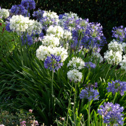 agapanthe-agapanthus