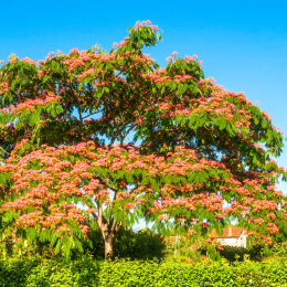 albizia-julibrissin-arbre-a-soie-acacia-de-constantinople-arbre