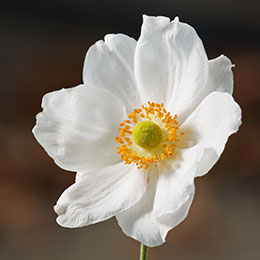 anemone-japon