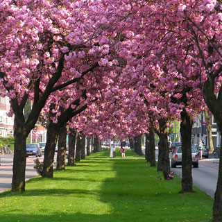 arbres-fleurs