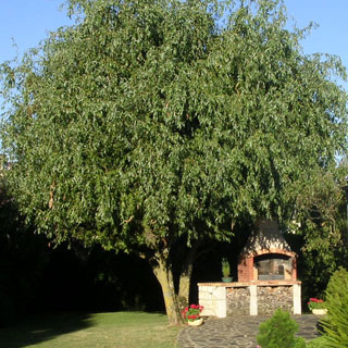 arbres-pour-petit-jardin