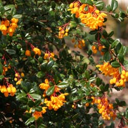 berberis-epine-vinette-arbuste