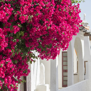 bougainvillier-bougainvillea-plantes-grimpantes