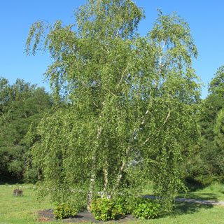 bouleau-betula-arbre