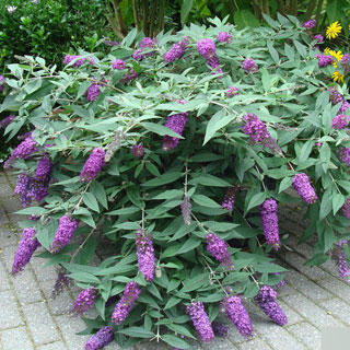 buddleia-arbre-a-papillons-arbuste