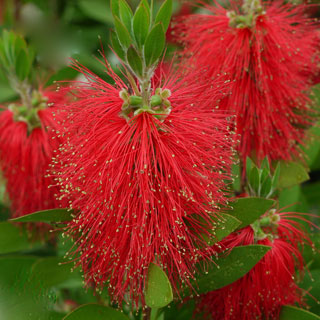 callistemon-rince-bouteille