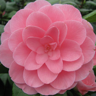 camelia-camellia-arbuste-terre-de-bruyere