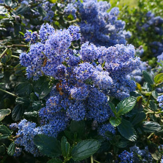 ceanothe-ceanothus