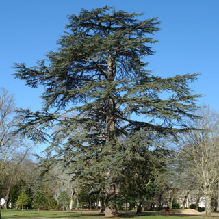 cedre-cedrus-arbre