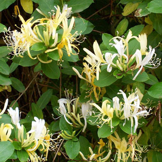 chevrefeuille-lonicera-plantes-grimpantes