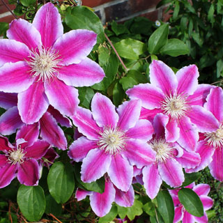 clematites-clematis-plantes-grimpantes