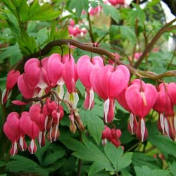 coeur-de-marie-dicentra