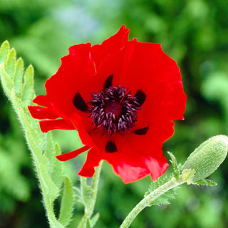 coquelicot-geant-pavot-d-orient-papaver-orientale