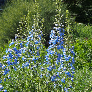 delphinium-pied-dalouette