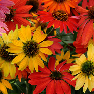 echinacee-echinacea-plantes-vivaces